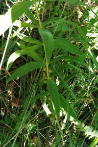 <i>Polygonatum verticillatum</i>