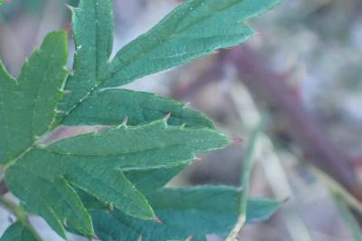 <i>Rubus laciniatus</i>