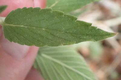 <i>Galeopsis segetum</i>