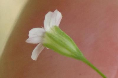<i>Petrorhagia saxifraga</i>