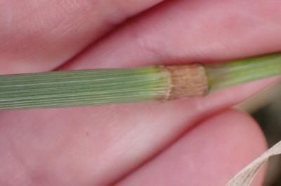 <i>Phleum pratense</i>