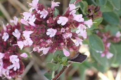 <i>Origanum vulgare</i>