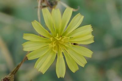 <i>Lactuca serriola</i>