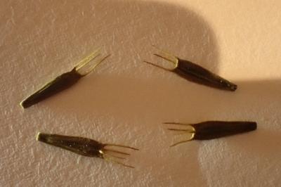 <i>Bidens tripartita</i>