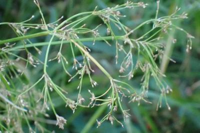 <i>Scirpus sylvaticus</i>