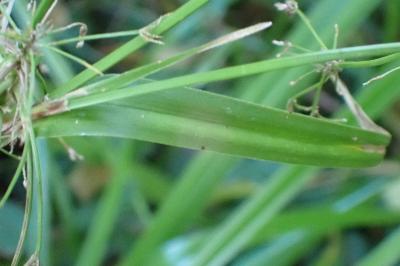 <i>Scirpus sylvaticus</i>