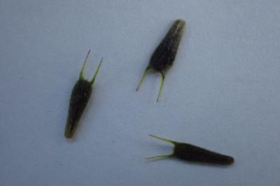 <i>Bidens frondosa</i>