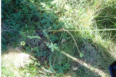 <i>Potentilla reptans</i>