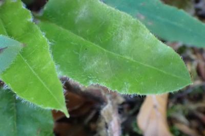 <i>Hieracium murorum</i>