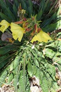 <i>Oenothera glazioviana</i>