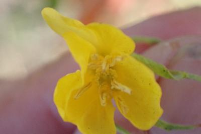 <i>Oenothera deflexa</i>