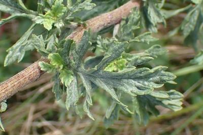 <i>Jacobaea erucifolia</i>