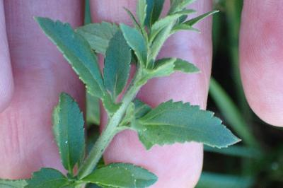 <i>Veronica spicata</i>