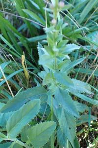 <i>Veronica spicata</i>
