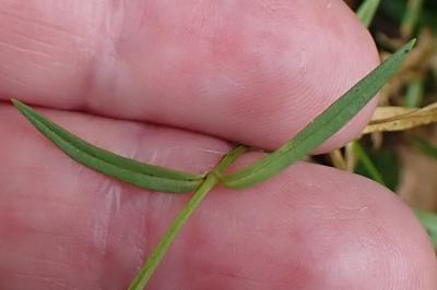 <i>Stellaria graminea</i>