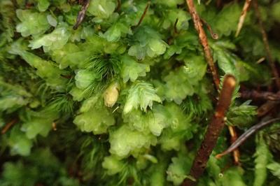 <i>Hookeria lucens</i>