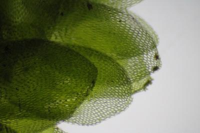 <i>Hookeria lucens</i>