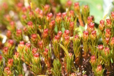 <i>Polytrichum</i>