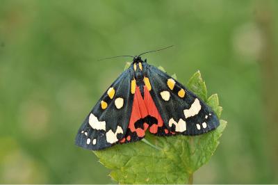 <i>Callimorpha dominula</i>