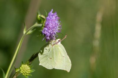 <i>Gonepteryx rhamni</i>