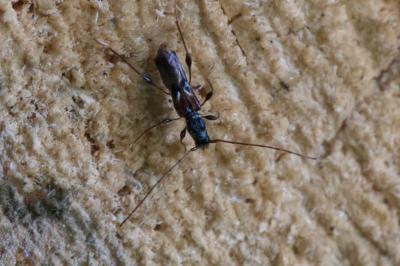 <i>Molorchus minor</i>