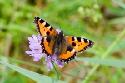 <i>Aglais urticae</i>