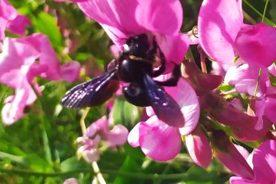 <i>Xylocopa violacea</i>