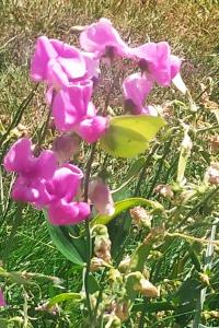 <i>Gonepteryx rhamni</i>