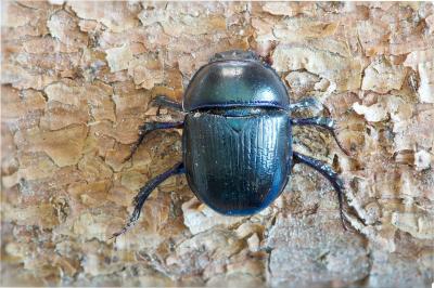 <i>Geotrupes stercorarius</i>