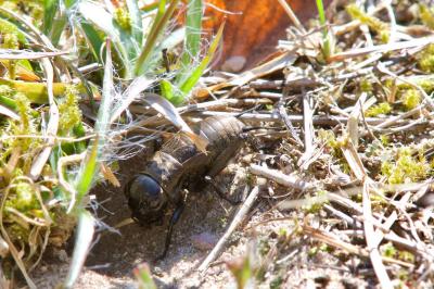 <i>Gryllus campestris</i>