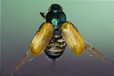 <i>Phyllopertha horticola</i>