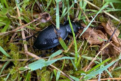 <i>Carabus coriaceus</i>