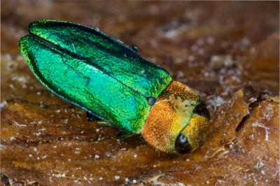 <i>Anthaxia nitidula</i>