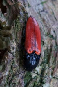 <i>Ampedus sanguineus</i>