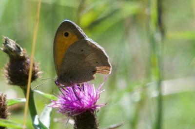 <i>Maniola jurtina</i>