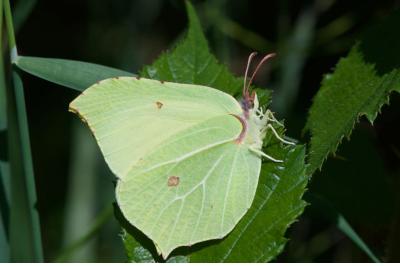 <i>Gonepteryx rhamni</i>