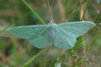 <i>Geometra papilionaria</i>