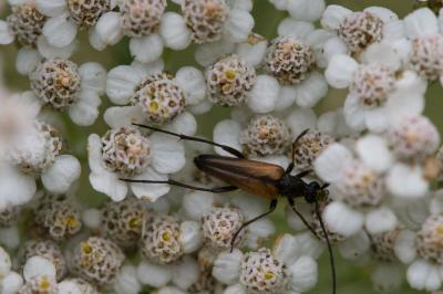 <i>Stenurella melanura</i>