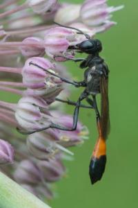 <i>Ammophila sabulosa</i>