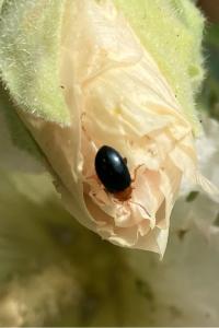 <i>Podagrica fuscicornis</i>