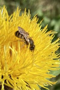 <i>Halictus scabiosae</i>