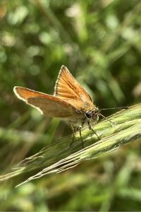 <i>Thymelicus lineola</i>