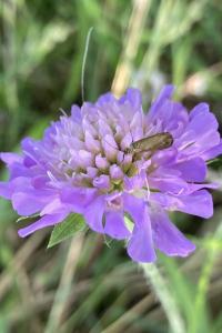 <i>Nemophora metallica</i>