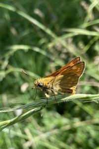 <i>Ochlodes sylvanus</i>