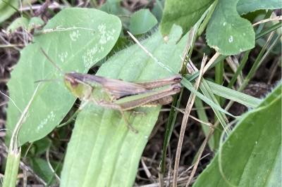 <i>Pseudochorthippus parallelus</i>