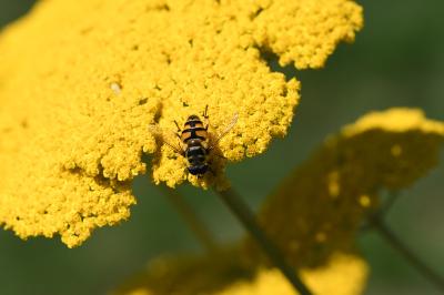 <i>Myathropa florea</i>