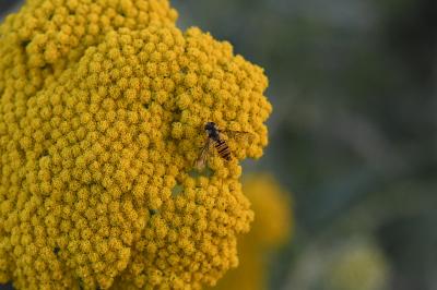<i>Episyrphus balteatus</i>