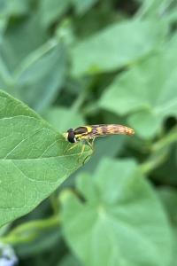 <i>Sphaerophoria scripta</i>