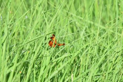 <i>Polygonia c-album</i>