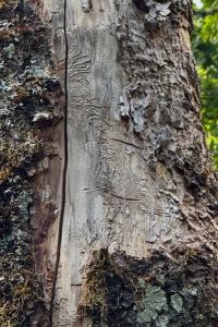 <i>Hylesinus crenatus</i>